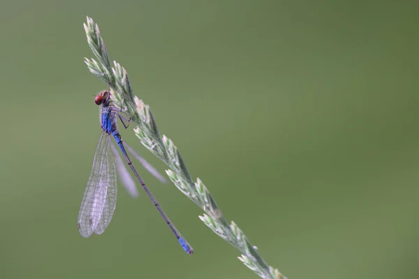 Male of red-eyed damselfly (Erythromma najas) is sitting on gras — Stock Photo, Image