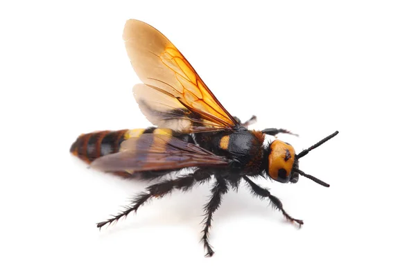 雌性猛象黄蜂，梅加斯科利亚母体隔离在白色 — 图库照片