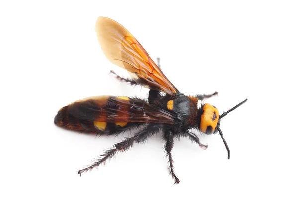 雌性猛象黄蜂，梅加斯科利亚母体隔离在白色 — 图库照片