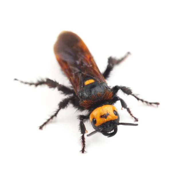 Female of mammoth wasp, Megascolia maculata isolated on white — Stock Photo, Image