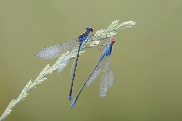 Two males of red-eyed damselfly (Erythromma najas) are sitting o — Stock Photo, Image