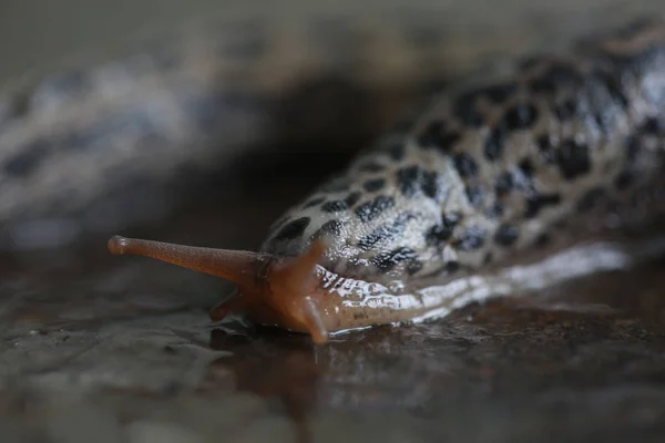 Slug on wet iron surface — Stock Photo, Image