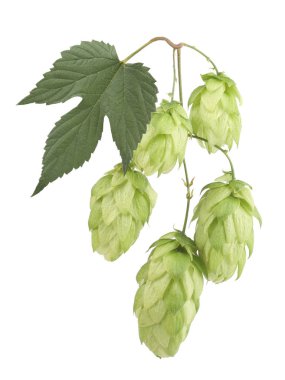 beyaz izole hop koniler