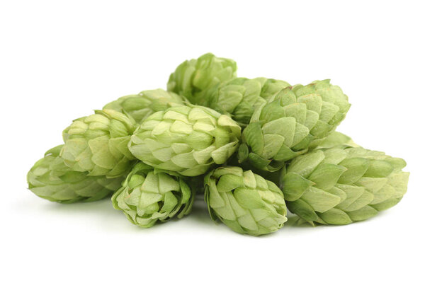 Hop cones isolated on white