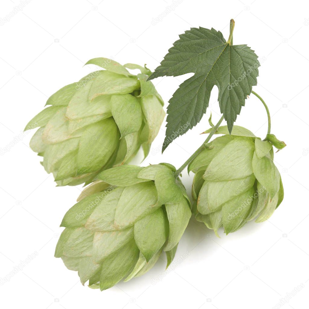 Hop cones isolated on white