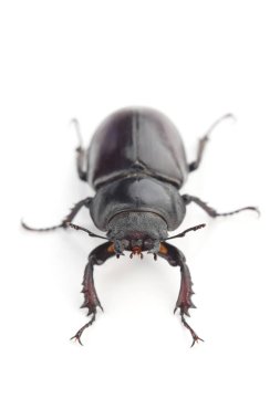 Geyik böceğinin (Lucanus cervus) dişisi beyaz arka planda izole edildi