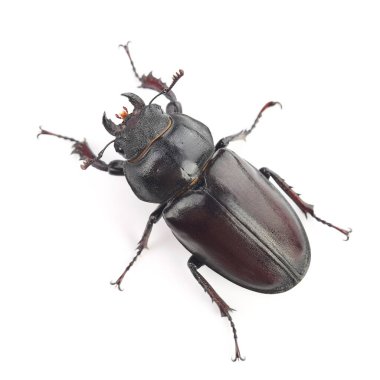 Geyik böceğinin (Lucanus cervus) dişisi beyaz arka planda izole edildi