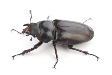 Geyik böceğinin (Lucanus cervus) dişisi beyaz arka planda izole edildi