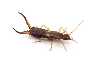Avrupa kulaklığı (Forficula auricularia) beyaz arka planda izole edilmiştir