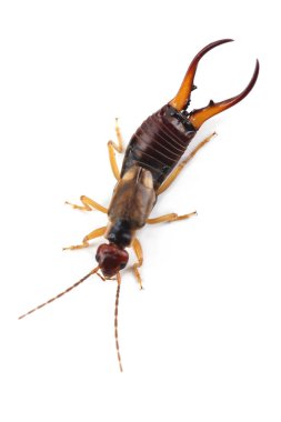 Avrupa kulaklığı (Forficula auricularia) beyaz arka planda izole edilmiştir