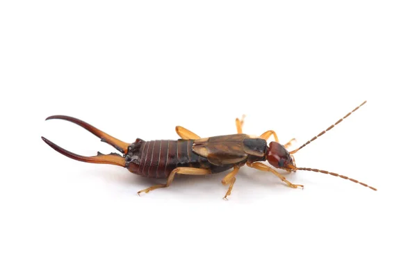 European Earwig Forficula Auricularia Isolated White Background Stock Image