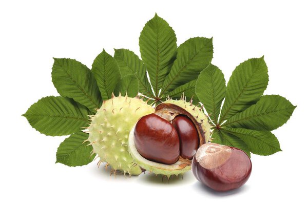 Horse-chestnut with leaves isolated on white background