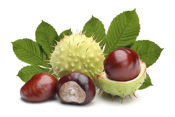 Beyaz arkaplanda yaprakları olan at kestanesi