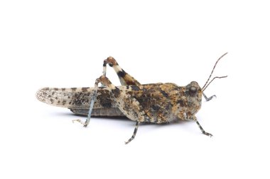 Mavi kanatlı çekirge (Oedipoda caerulescens) beyaz arkaplanda izole edilmiş