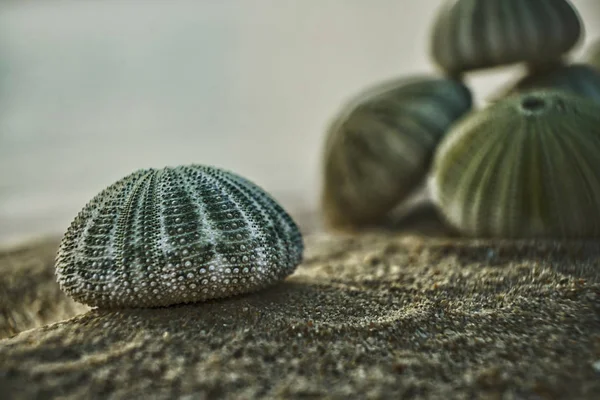 iskelet bir plaj kum üzerinde yeşil renk tonlarında bkz: kestanesi   