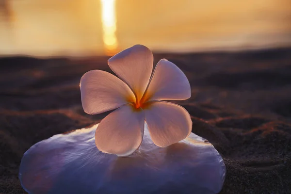 Frangipani (plumeria) çiçek ve günbatımı zamanı kum plajda deniz kabuğu