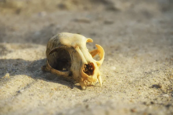 Animal cat scull in a sandy desert