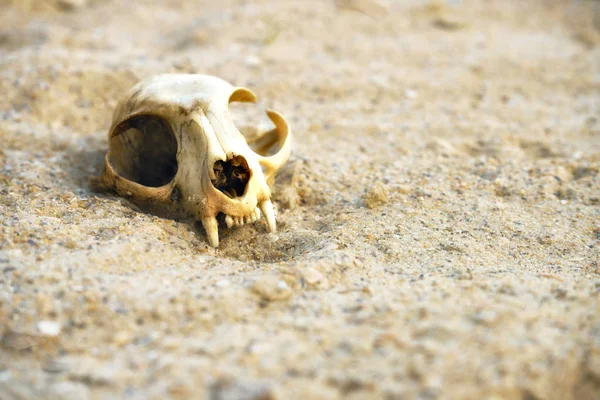 Hayvan kedi kürek bir kumlu çölde