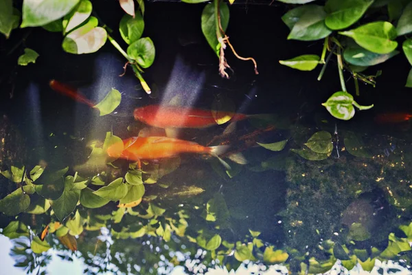 Риба Кої Золотий Колір Коропа Риба Плаває Ставку — стокове фото