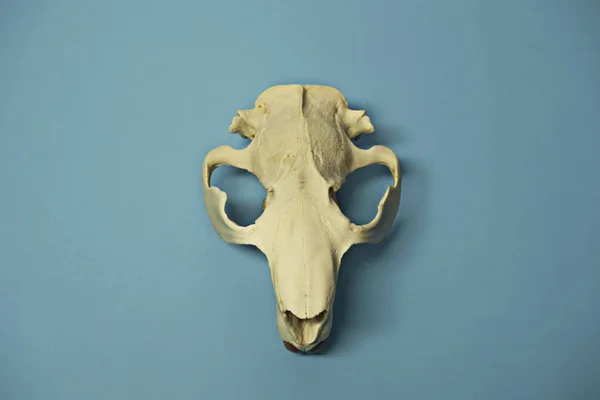 animal beaver scull isolated on blue background