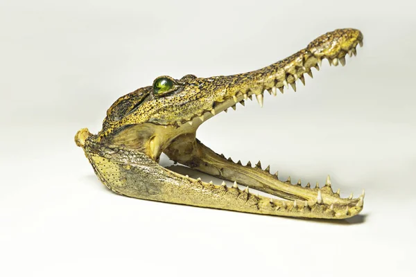 Gerçek hayvan timsah kürek üzerinde arka izole