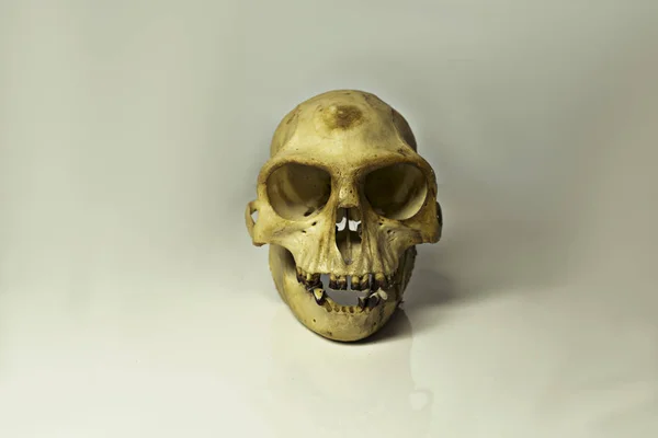 hayvan maymun beyaz arka plan üzerinde izole kürek