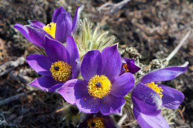 Alan bahar çiçekleri mor. Anemon patens veya uyku çimen.
