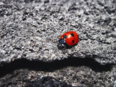 Kurutulmuş siyah volkanik yerde tek kırmızı uğur böceği