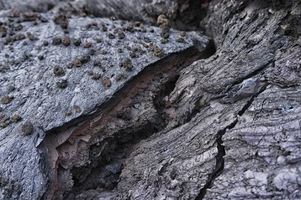 Piedra Lava Volcánica Negra Macro Vista Fondo — Foto de Stock