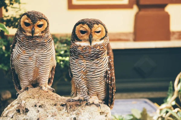 Two brown Perched Barred Owls sitting on a stone — Stock Photo, Image