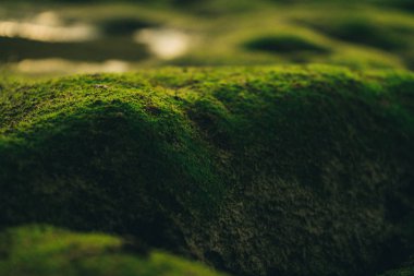 Deniz kenarındaki taşların üzerinde güzel yeşil yosun.