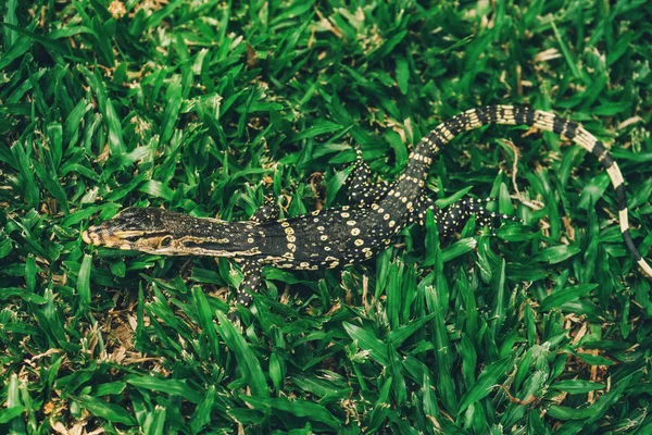 Asya Bebek su monitörü parkta kertenkele