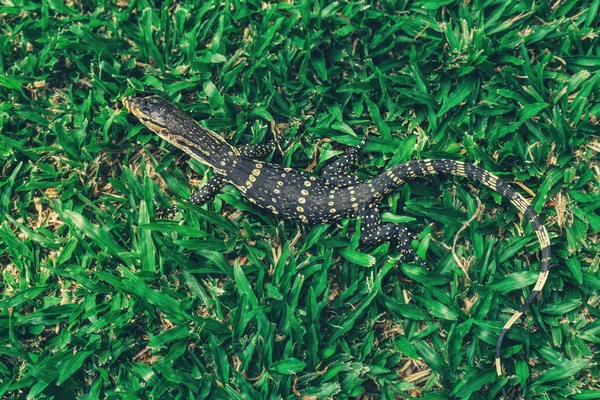 Asiático bebê lagarto monitor de água no parque — Fotografia de Stock