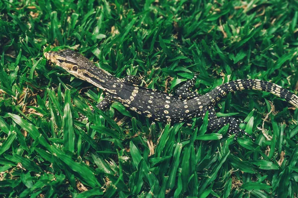 Asya Bebek su monitörü parkta kertenkele