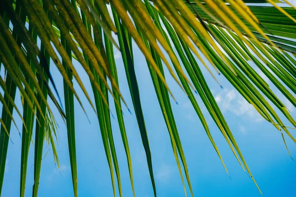 Close-up de folhas de coco com cor fresca de fundo céu azul — Fotografia de Stock