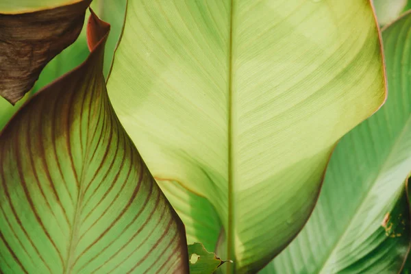 Yeşil tropikal yaprakları yakın yukarı. Desen, doku, arka plan — Stok fotoğraf