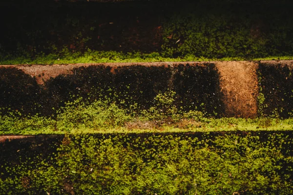 Antiguo muro de ladrillo rojo cultivado con hierba y musgo — Foto de Stock