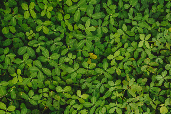 fresh green leaves natural and summer background