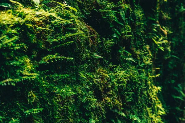 Текстура зеленого мха и листьев на фоне каменной стены — стоковое фото