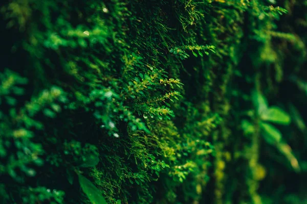 Текстура зеленого мха и листьев на фоне каменной стены — стоковое фото