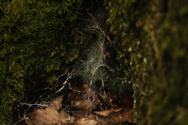 yeşil bir ağaç ve yaprakları üzerinde örümcek ağı