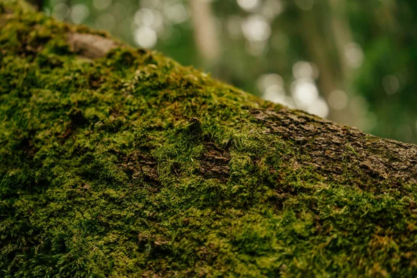Красивый крупный план зеленого мха на коре дерева. Красивый фон мох для обоев — стоковое фото