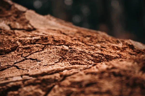 Eski kuru çürük ağaç kabuğu doku arka plan