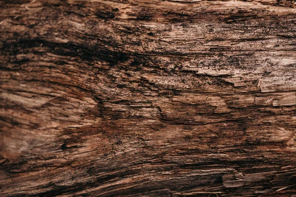 Eski kuru çürük ağaç kabuğu doku arka plan