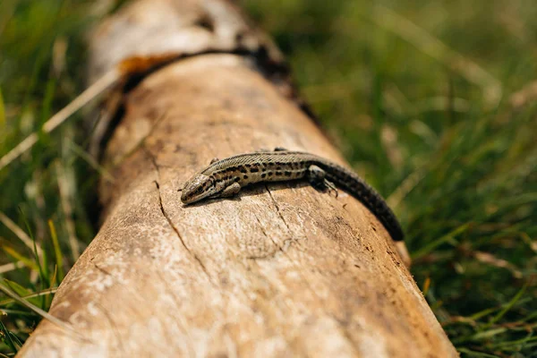 Pequeno lagarto marrom sentado no velho log na natureza — Fotografia de Stock