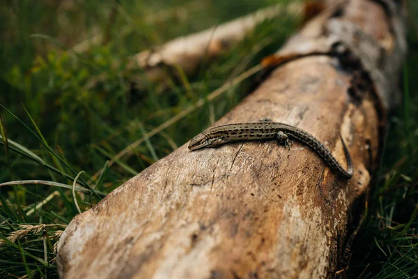 Küçük kahverengi kertenkele doğada eski günlük üzerinde oturan