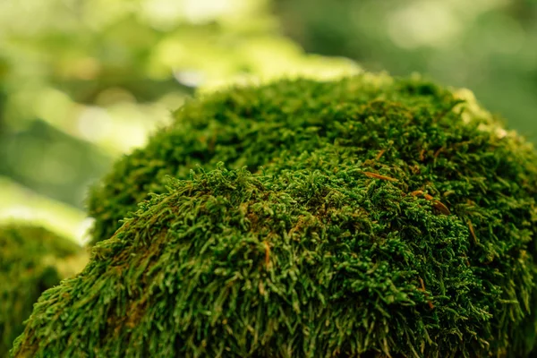 Beautiful closeup of green moss on on tree bark. Beautiful background of moss for wallpaper — Stock Photo, Image