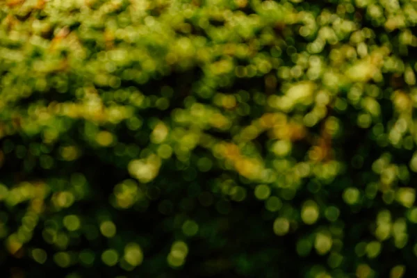 Doğal yeşil bokeh soyut bulanık doku arka plan