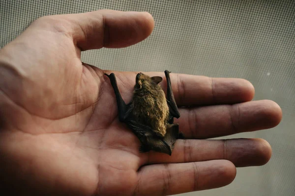 Küçük şirin Yarasa Adam Ellerinde