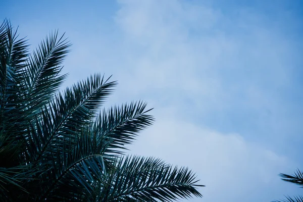 Folhas de palmeira verde areca catechu no céu azul — Fotografia de Stock